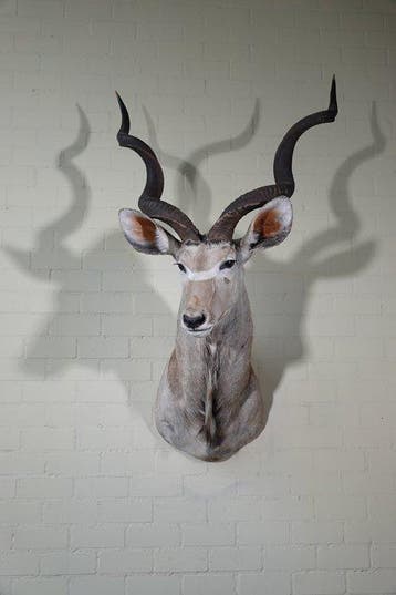 Greater Kudu Shoulder-mount - Schedel - Tragelaphus, Verzamelen, Nieuw