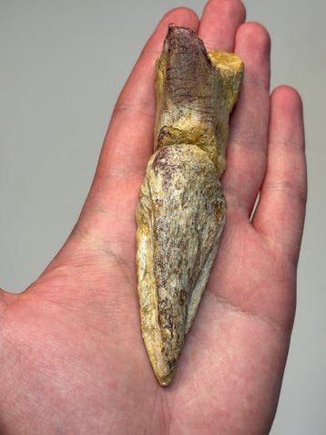 Spinosaurus - Gefossiliseerde klauw
