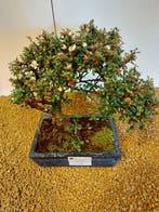 cotoneaster - Hoogte (boom): 24 cm - Diepte (boom): 28 cm -