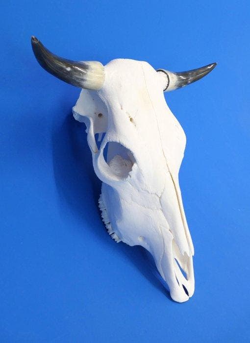 Stierschädel Cornes - Bos taurus - 44 cm - 18 cm - 51 cm-, Verzamelen, Dierenverzamelingen