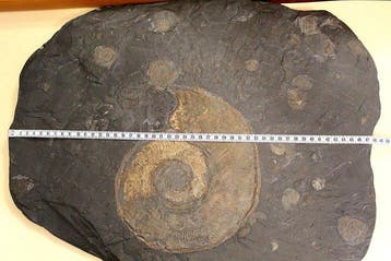 Dalle à ammonites multiples – Grand spécimen de Harpoceras -