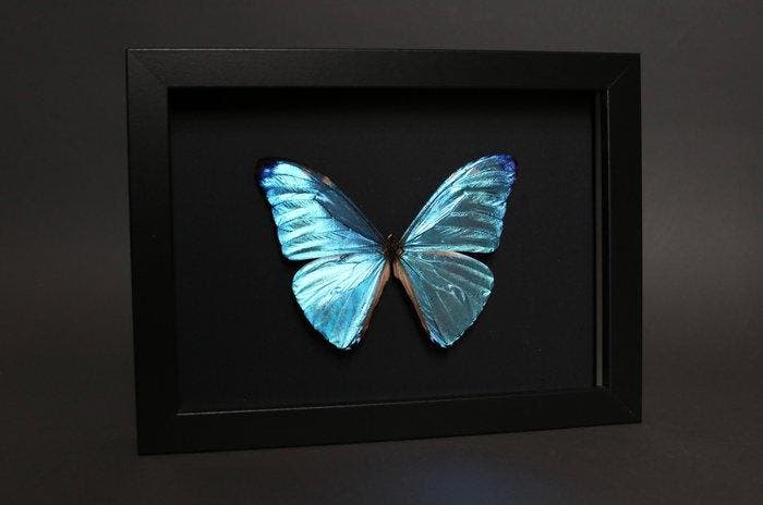 Vlinder Taxidermie volledige montage - Morpho adonis - 18 cm, Antiquités & Art, Curiosités & Brocante