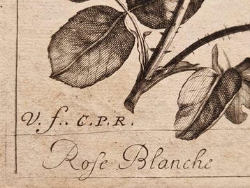 Jacques Vauquier (c. 1621–1686) - Fiori: Rose Blanche, Iris