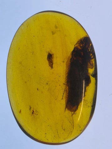 Ambre de Birmanie - Ambre - Collection of Six Burmese Amber