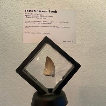 Mosasaure - Dent fossile - Authentieke Mosasaurus Tand –