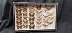 Paléarctique butterflies and sphynx ex French Mr Amédro