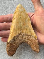 Dent de mégalodon énorme de 13,4 cm - Dent fossile -