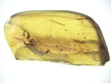 Birmese barnsteen - Barnsteen - 10 Burmese Amber Fossils, Antiquités & Art