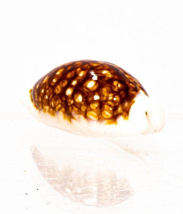 Siebkauri-Schnecke $$$$ NIGER & ROSTRATE $$$ ZEER ZELDZAM, Verzamelen, Dierenverzamelingen