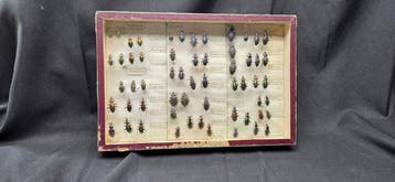 Antique Paleartique Beetles - ex French Mr Amédro Collection