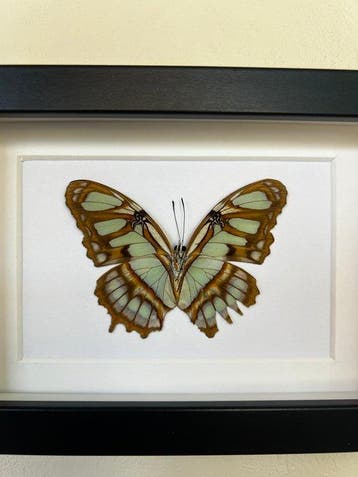 Vlinder Taxidermie volledige montage - Victorina Stelenes -