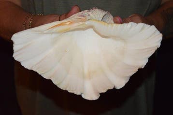 Palourde Coquillage marin - S-619 HIPPOPUS HIPPOPUS (Sans, Nieuw