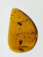 Birmese barnsteen - Barnsteen