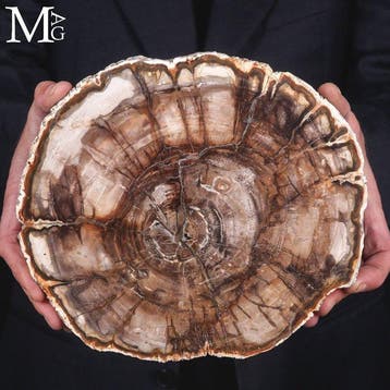 Versteend hout platen - Triasperiode - 220 miljoen jaar
