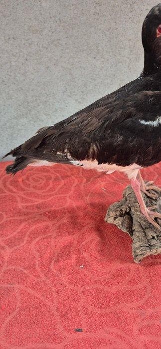 Huitrier-taart - Taxidermie wandmontage - Haematopus, Nieuw
