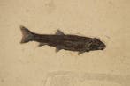 Extra grote fossiele vis - Lithologievoorbereiding -