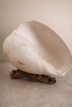 Gastéropode Coquillage marin - Melo Broderipii (Sans prix de