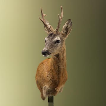Reebok Zomervacht Offset Taxidermie Opgezette Dieren By Max, Ophalen of Verzenden, Nieuw, Wild dier, Opgezet dier