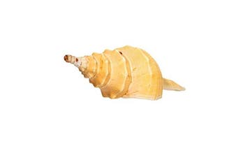 Cyrtulus bountyi (Fusinus galatheae bountyi) GEM 120mm –, Nieuw