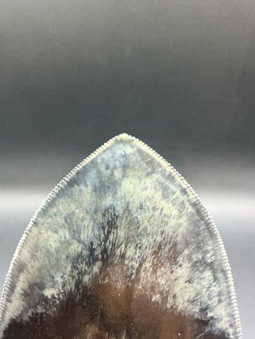 Megalodon - Fossiele tand - Carcharocles megalodon - 13.9 cm, Verzamelen, Mineralen en Fossielen