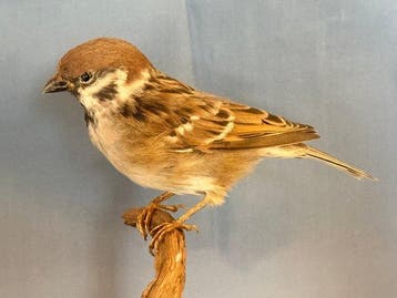mus mattugio Taxidermie volledige montage - Passer montanus