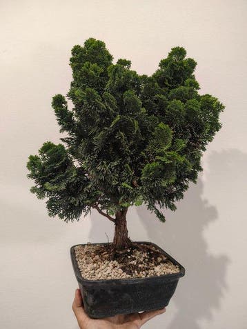 Hinoki cipres bonsai (Chamaecyparis obtusa) - Hoogte (boom):