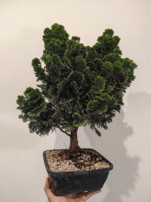 Hinoki cipres bonsai (Chamaecyparis obtusa) - Hoogte (boom):, Antiquités & Art, Curiosités & Brocante