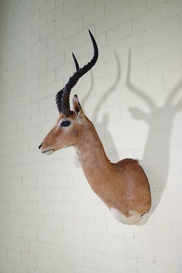 Impala Taxidermie wandmontage - Aepyceros melampus - 40 cm -, Verzamelen, Dierenverzamelingen, Nieuw