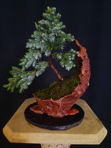 Bonsaï Genévrier (Juniperus) - Hauteur (arbre) : 18 cm -