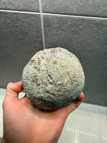 Dinosaure - Œuf fossilisé - Hadrosaurus sp