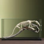 Tamandua Skelet Taxidermie Opgezette Dieren By Max, Ophalen of Verzenden, Nieuw, Wild dier, Opgezet dier