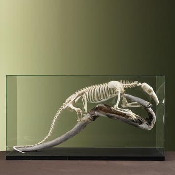 Tamandua Skelet Taxidermie Opgezette Dieren By Max, Verzamelen, Dierenverzamelingen, Ophalen of Verzenden, Nieuw, Wild dier, Opgezet dier