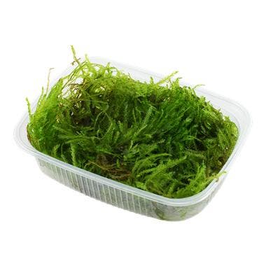 Taxiphyllum Spiky Mos Portion, Dieren en Toebehoren, Vissen | Aquaria en Toebehoren, Nieuw, Verzenden
