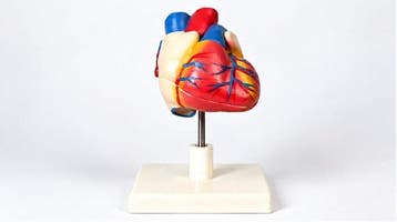 Anatomisch model - Plastic - 1990-2000 - menselijk hart met