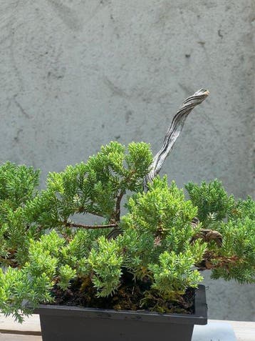 Jeneverbes bonsai (Juniperus) - Hoogte (boom): 26 cm -