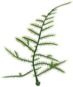 Asparagus Plastic blad zak 100 stuks, Nieuw