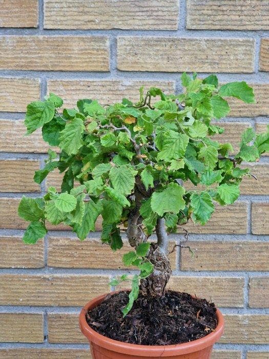 Corylus bonsai - Hoogte (boom): 30 cm - Diepte (boom): 25 cm, Antiek en Kunst, Curiosa en Brocante