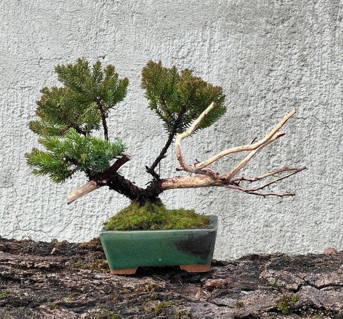 Jeneverbes bonsai (Juniperus) - Hoogte (boom): 17 cm -, Antiquités & Art, Curiosités & Brocante