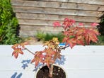 Japanese maple bonsai (Acer palmatum) - Hauteur (arbre) : 20