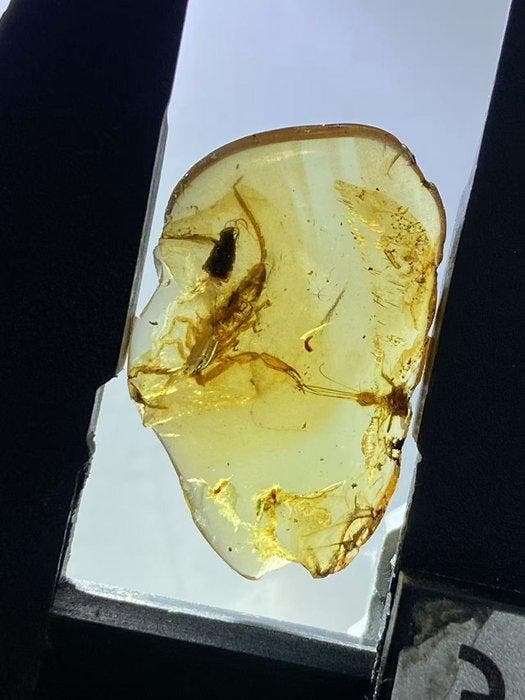 Amber - Barnsteen - Scorpion - 23.1 mm - 14.5 mm, Collections, Minéraux & Fossiles