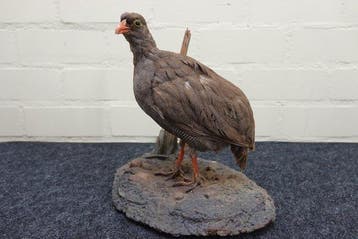 roodsnavel frankolijn Schedel - Numida meleagris - 22 cm -, Verzamelen, Nieuw