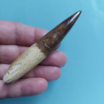 Spinosaurus - Fossiele tand - 102 mm - 18 mm