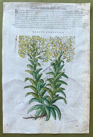Essenze botaniche - 1604