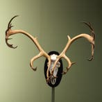 Rendier Kariboe Gewei Taxidermie Opgezette Dieren By Max, Verzamelen, Dierenverzamelingen, Ophalen of Verzenden, Nieuw, Wild dier