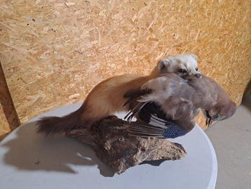 marder Taxidermie volledige montage - Mustelidae - 37 cm -