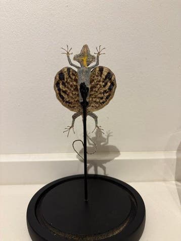 Vliegend draakje in stolp Taxidermie volledige montage -, Nieuw