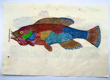 Aldrovandi; Fish, Wrasse - hand coloured folio with 2