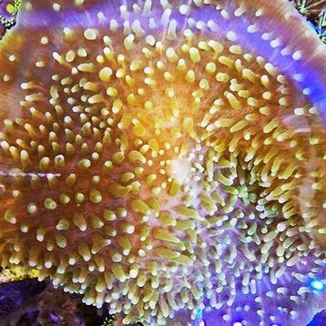 Amplexidiscus fenestrafer (Olifantsoor) L, Dieren en Toebehoren, Vissen | Aquariumvissen