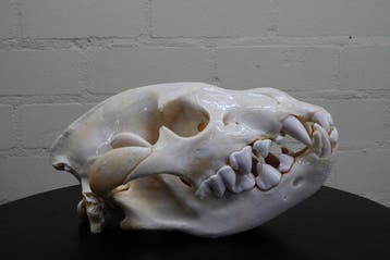 Hyène Support dépaule pour taxidermie - Crocuta brunea - 25, Verzamelen, Nieuw