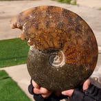 ammonietfossiel - Hoogte: 18 cm - Breedte: 14 cm- 1042 g, Verzamelen, Mineralen en Fossielen